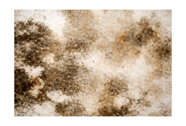 Schimmel_Symptome in der Nähe von Löffingen